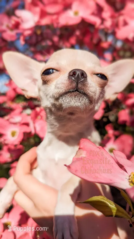 Elsa, a female Chihuahua for sale in Portland, OR – 1 of 7