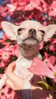 Elsa, a female Chihuahua for sale in Portland, OR – 1 of 7