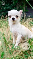 Pikachu, a male Chihuahua for sale in Portland, OR – 3 of 10