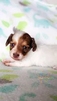 JoJo, a male Miniature Dachshund for sale in Portland, OR – 9 of 9