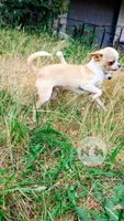 Pinkie Pie, a male Chihuahua for sale in Portland, OR – 3 of 10