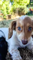 JoJo, a male Miniature Dachshund for sale in Portland, OR – 2 of 10
