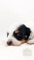 Max Jr, a male Miniature Dachshund for sale in Portland, OR – 10 of 10