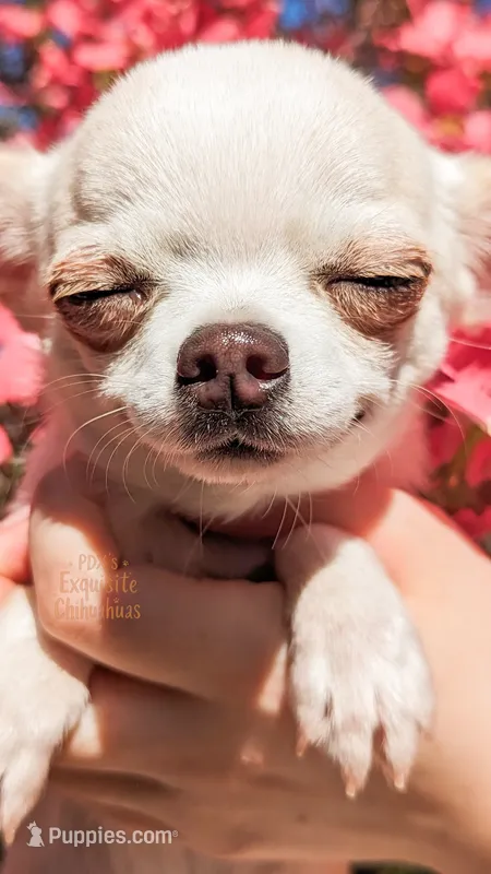 Pikachu – Chihuahua puppy for sale in Portland, OR