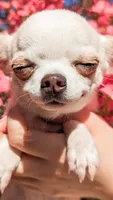 Pikachu, a male Chihuahua for sale in Portland, OR – 1 of 5