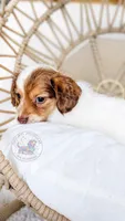 JoJo, a male Miniature Dachshund for sale in Portland, OR – 2 of 9