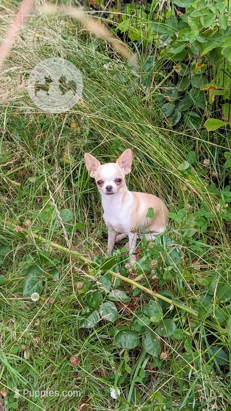 Pinkie Pie – Chihuahua puppy for sale in Portland, OR