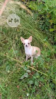 Pinkie Pie, a male Chihuahua for sale in Portland, OR – 2 of 10