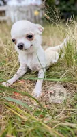 Pikachu, a male Chihuahua for sale in Portland, OR – 2 of 10