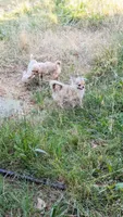 Smore, a male Chihuahua for sale in Portland, OR – 10 of 10