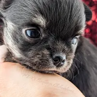 Midnight, a female Chihuahua for sale in Portland, OR – Photo 7 of 10