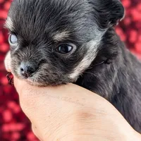 Midnight, a female Chihuahua for sale in Portland, OR – Photo 6 of 10