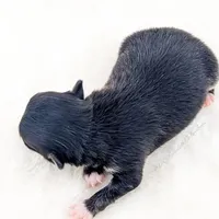 Midnight, a female Chihuahua for sale in Portland, OR – Photo 10 of 10