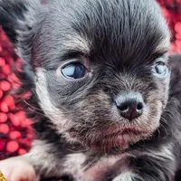 Midnight, a female Chihuahua for sale in Portland, OR – Photo 5 of 10