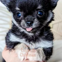 Midnight, a female Chihuahua for sale in Portland, OR – Photo 1 of 10