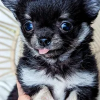 Midnight, a female Chihuahua for sale in Portland, OR – Photo 3 of 10