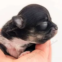 Midnight, a female Chihuahua for sale in Portland, OR – Photo 9 of 10