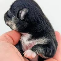 Midnight, a female Chihuahua for sale in Portland, OR – Photo 8 of 10