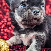 Midnight, a female Chihuahua for sale in Portland, OR – Photo 4 of 10