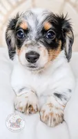 Max Jr, a male Miniature Dachshund for sale in Portland, OR – 2 of 10