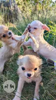 Anna, a female Chihuahua for sale in Portland, OR – 7 of 8