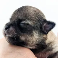 Smore, a male Chihuahua for sale in Portland, OR – Photo 8 of 10