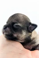 Smore, a male Chihuahua for sale in Portland, OR – Photo 8 of 10