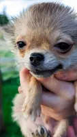Smore, a male Chihuahua for sale in Portland, OR – Photo 3 of 10