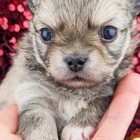 Smore, a male Chihuahua for sale in Portland, OR – Photo 5 of 10