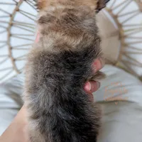 Smore, a male Chihuahua for sale in Portland, OR – Photo 3 of 10