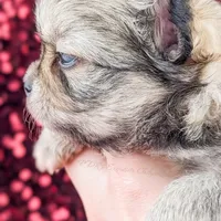 Smore, a male Chihuahua for sale in Portland, OR – Photo 10 of 10