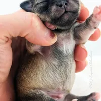 Smore, a male Chihuahua for sale in Portland, OR – Photo 7 of 10