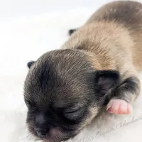 Smore, a male Chihuahua for sale in Portland, OR – Photo 6 of 10