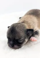 Smore, a male Chihuahua for sale in Portland, OR – Photo 6 of 10