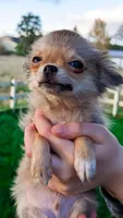 Smore, a male Chihuahua for sale in Portland, OR – Photo 1 of 10