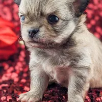 Smore, a male Chihuahua for sale in Portland, OR – Photo 9 of 10