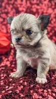 Smore, a male Chihuahua for sale in Portland, OR – Photo 9 of 10