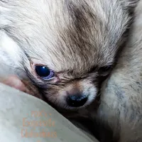 Smore, a male Chihuahua for sale in Portland, OR – Photo 4 of 10