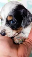 Max Jr, a male Miniature Dachshund for sale in Portland, OR – 3 of 10