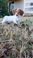 JoJo, a male Miniature Dachshund for sale in Portland, OR – 3 of 10