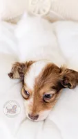 JoJo, a male Miniature Dachshund for sale in Portland, OR – 3 of 9