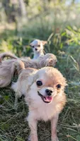 Smore, a male Chihuahua for sale in Portland, OR – 2 of 10
