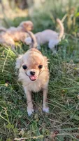 Smore, a male Chihuahua for sale in Portland, OR – 6 of 10