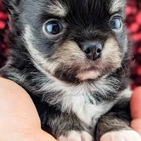 Cole, a male Chihuahua for sale in Portland, OR – Photo 5 of 10