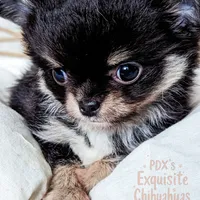 Cole, a male Chihuahua for sale in Portland, OR – Photo 4 of 10