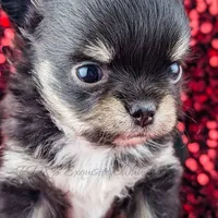 Cole, a male Chihuahua for sale in Portland, OR – Photo 6 of 10