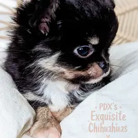 Cole, a male Chihuahua for sale in Portland, OR – Photo 3 of 10