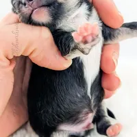 Cole, a male Chihuahua for sale in Portland, OR – Photo 9 of 10