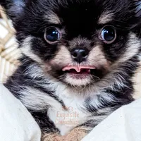 Cole, a male Chihuahua for sale in Portland, OR – Photo 1 of 10