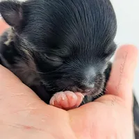 Cole, a male Chihuahua for sale in Portland, OR – Photo 8 of 10